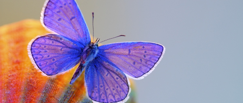 Все о бабочках в Новосибирске | ЗооТом портал о животных