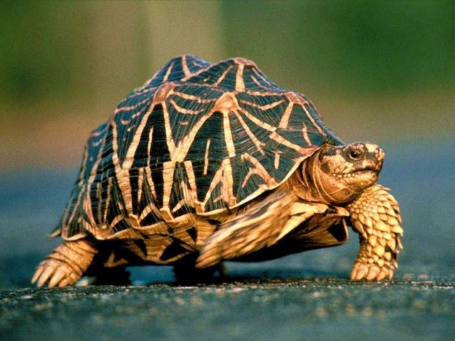 Все о черепахах в Новосибирске | ЗооТом портал о животных