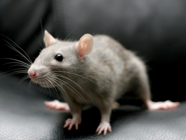 Все о крысах в Новосибирске | ЗооТом портал о животных
