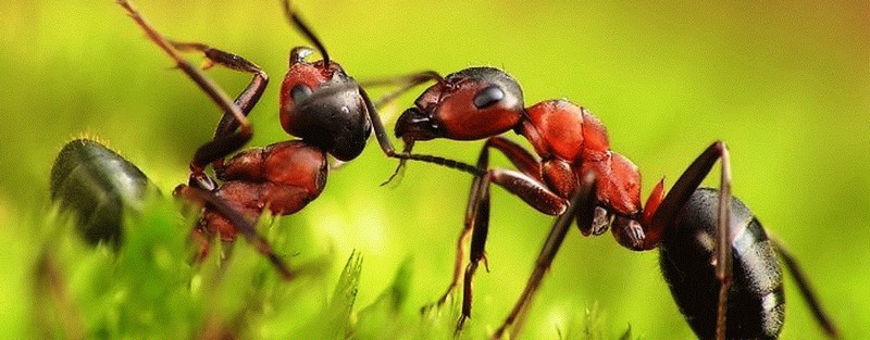 Все о муравьях в Новосибирске | ЗооТом портал о животных