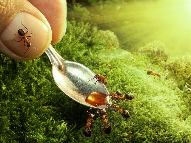 Все о муравьях в Новосибирске | ЗооТом портал о животных