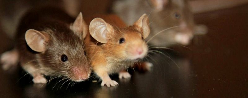 Все о мышах в Новосибирске | ЗооТом - продажа, вязка и услуги для животных в Новосибирске