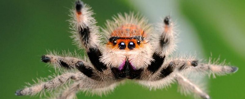 Все о пауках в Новосибирске | ЗооТом портал о животных
