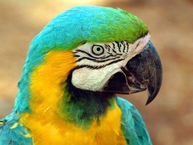 Все о попугаях в Новосибирске | ЗооТом портал о животных