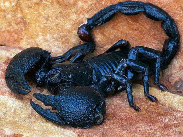 Все о скорпионах в Новосибирске | ЗооТом портал о животных