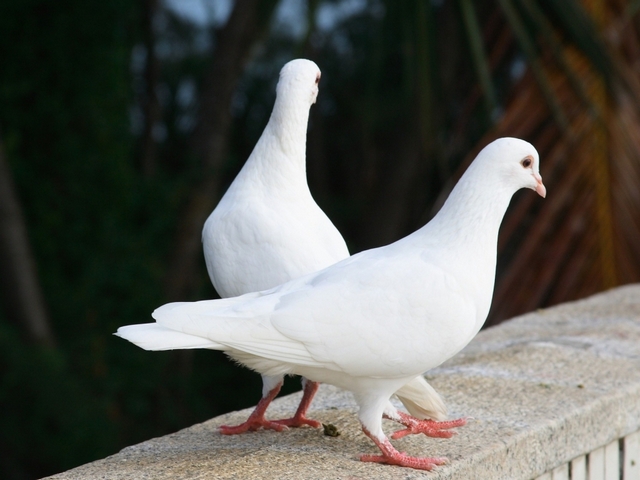 Все о голубях | ЗооТом - продажа, вязка и услуги для животных в Новосибирске