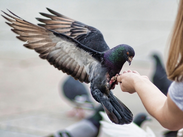 Все о голубях | ЗооТом - продажа, вязка и услуги для животных в Новосибирске