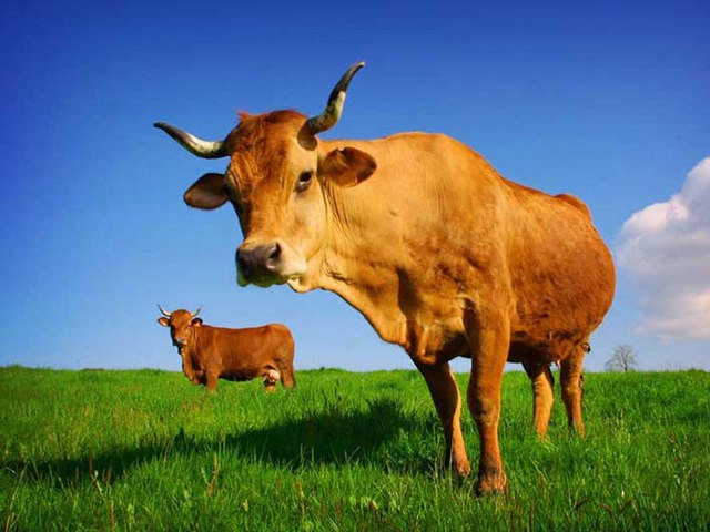 Все о коровах в Новосибирске | ЗооТом портал о животных