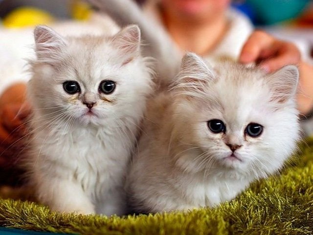 Породы кошек в Новосибирске | ЗооТом портал о животных