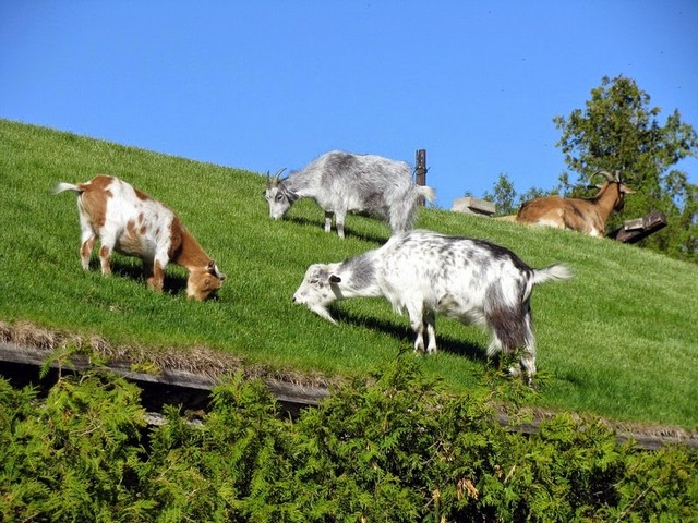 Все о козах в Новосибирске | ЗооТом портал о животных