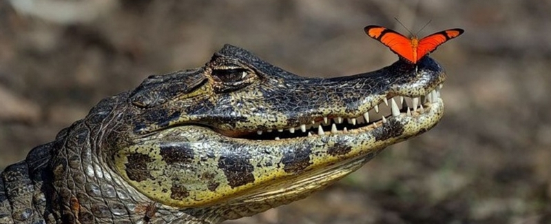Все о крокодилах в Новосибирске | ЗооТом портал о животных