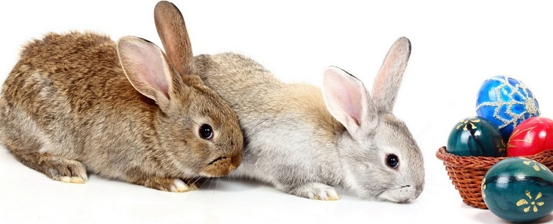 Все о кроликах в Новосибирске | ЗооТом портал о животных