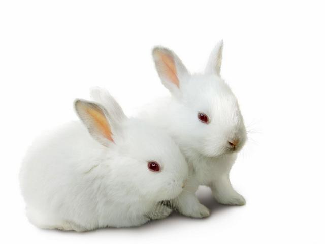 Все о кроликах в Новосибирске | ЗооТом портал о животных