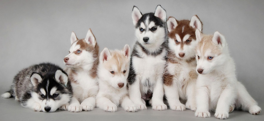 Объявления о собаках | ЗооТом - продажа, вязка и услуги для животных в Новосибирске