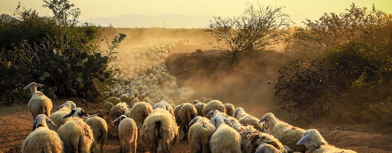 Все об овцах в Новосибирске | ЗооТом портал о животных