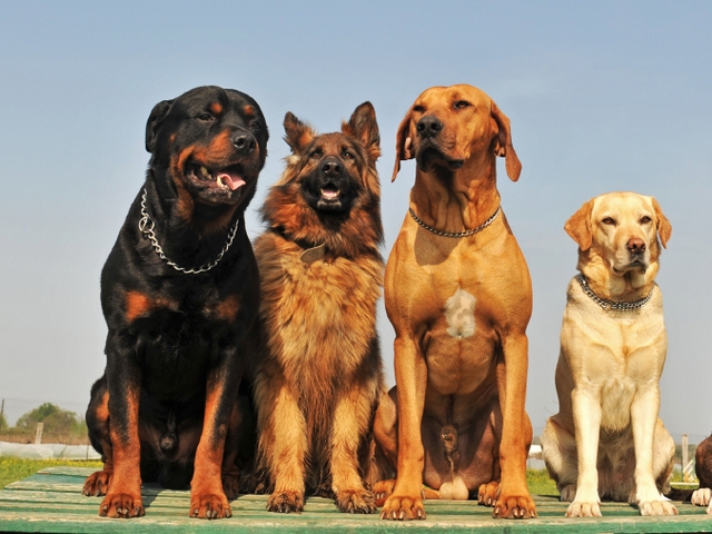 Крупные породы собак в Новосибирске | ЗооТом портал о животных