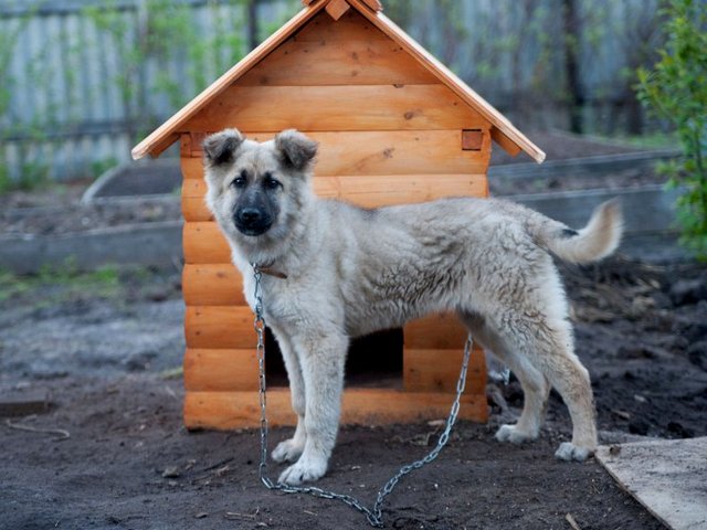 Все о собаках в Новосибирске