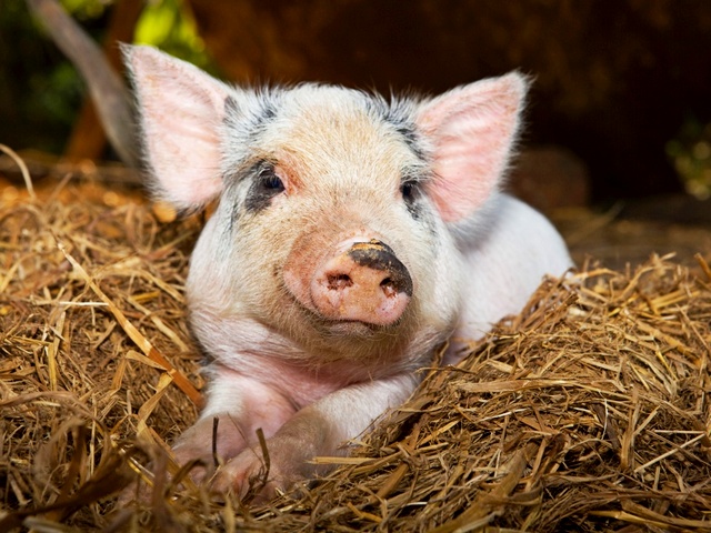 Все о свиньях в Новосибирске | ЗооТом портал о животных